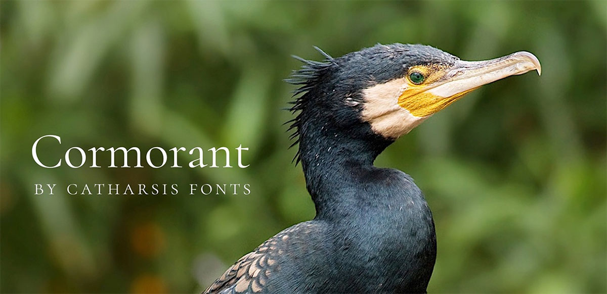 cormorant